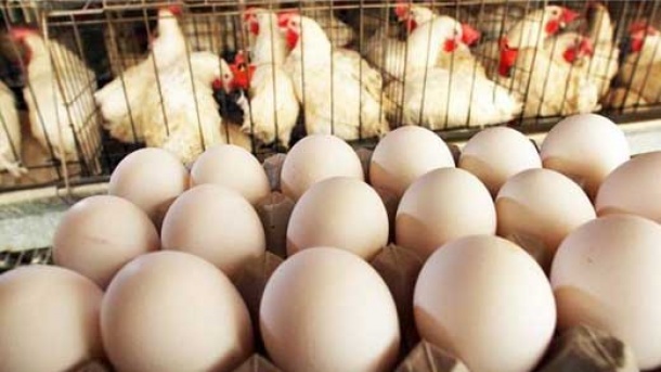 قیمت مرغ ، کمتر از نرخ مصوب