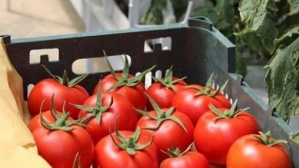 تعرفه صادرات گوجه فرنگی حذف شد؟