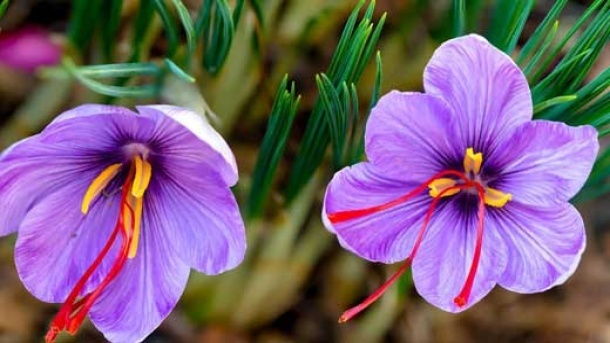 قیمت جدید انواع زعفران اعلام شد