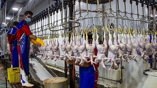 تولید مازاد دردسر جدید برای مرغداران کشور