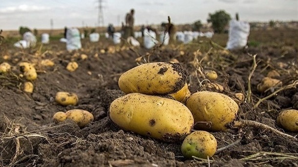 ارزانی 15 درصدی گوجه، پیاز و سیب‌زمینی