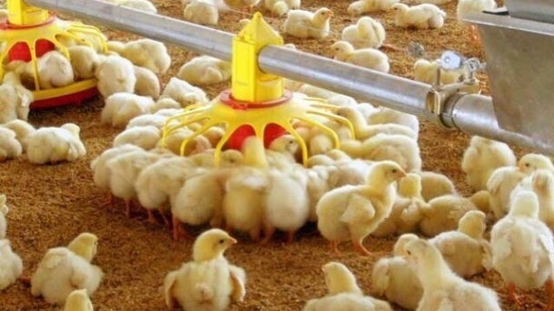 کاهش قیمت مرغ، رغبت مرغداران را برای جوجهریزی کم میکند