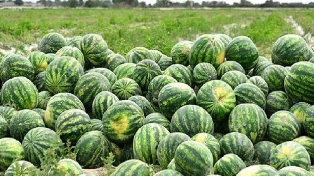 ترمز صادرات محصولات آب‌بر کشیده شد