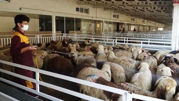 احتمال توقف صادرات دام زنده در روزهای آینده