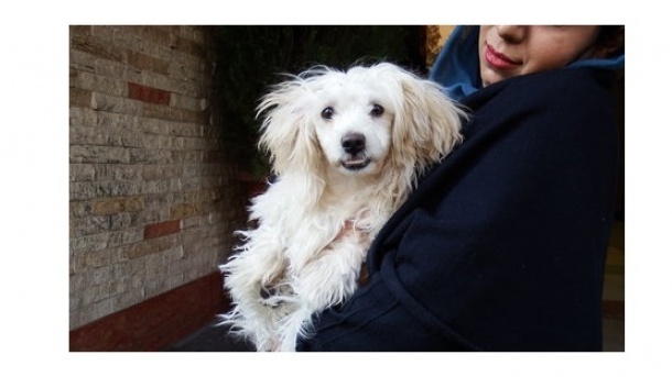 نگهداری سگ‌های خانگی حرام و غیرقانونی است و مجازات دارد