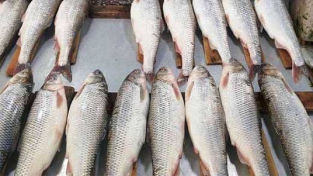 قیمت انواع گوشت قرمز و ماهی در بازار