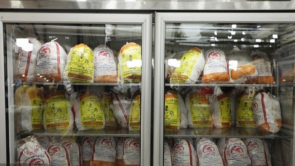 آغاز جمعآوری مرغ مازاد از امشب