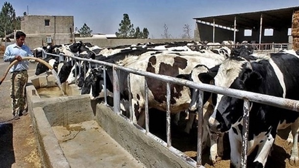 رشد شدید نرخ دام زنده + جدول قیمت