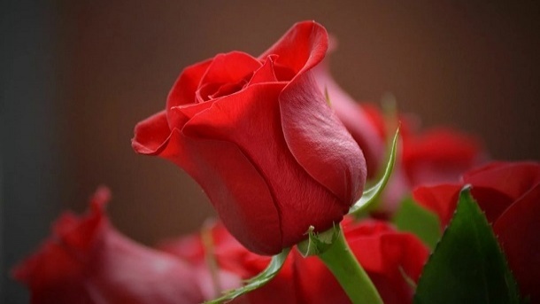 هر شاخه گل رز 60 هزار تومان اعلام شد