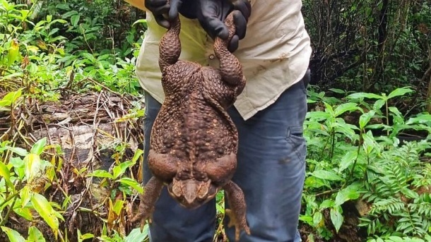 کشف قورباغه‌ای «غول پیکر» با وزن ۲.۷ کیلوگرم