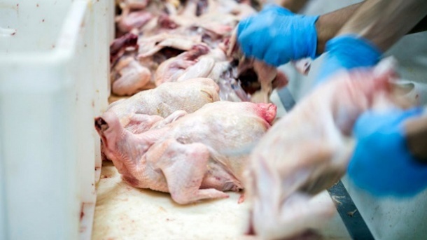 قیمت گوشت مرغ همچنان زیر 60 هزار تومان