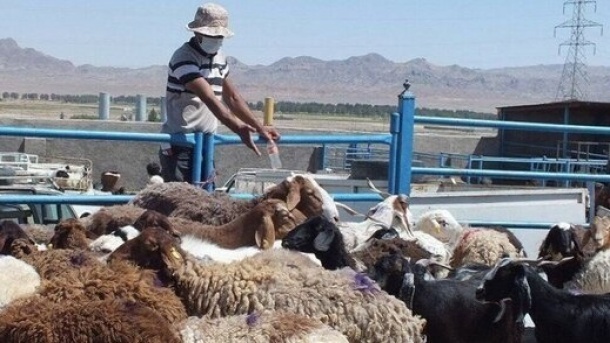 اعلام قیمت جدید دام زنده در کشور 1401/11/02