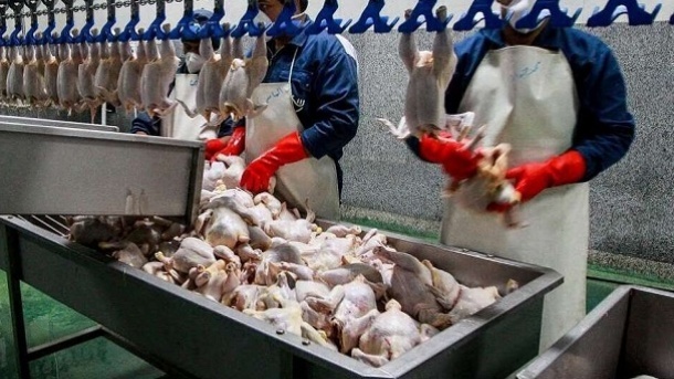 قیمت تضمینی مرغ جایگزین خرید تضمینی شد