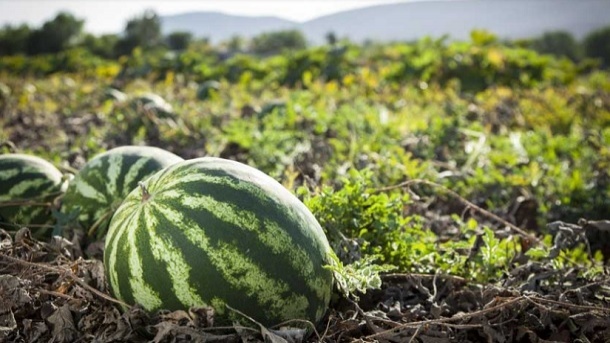 خداحافظی با صادرات محصولات آب‌بر در سال آینده