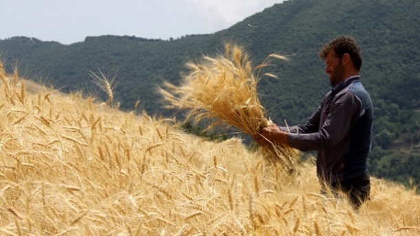 قیمت خرید تضمینی گندم بالای 13 هزار تومان
