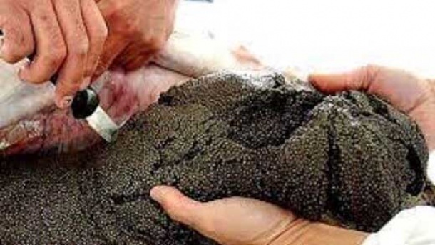 یک کیلو خاویار صادراتی چند؟