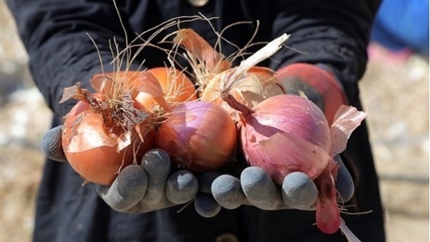 سیل و بارندگی، متهم اصلی گرانی شدید پیاز