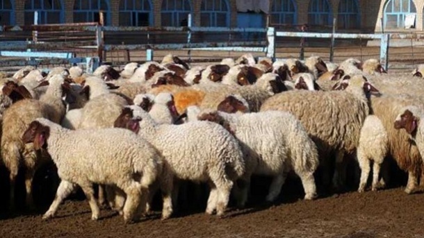 اعلام قیمت جدید دام زنده در کشور 1401/11/17