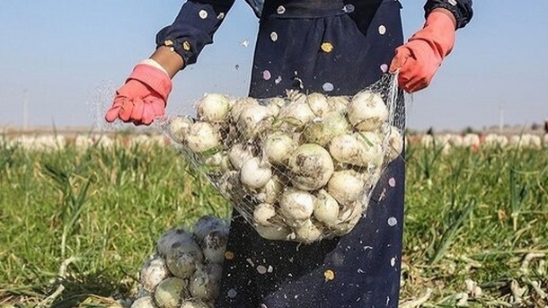 پیاز ارزان می‌شود