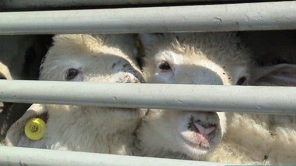 اعلام قیمت جدید دام زنده در کشور 1401/11/23