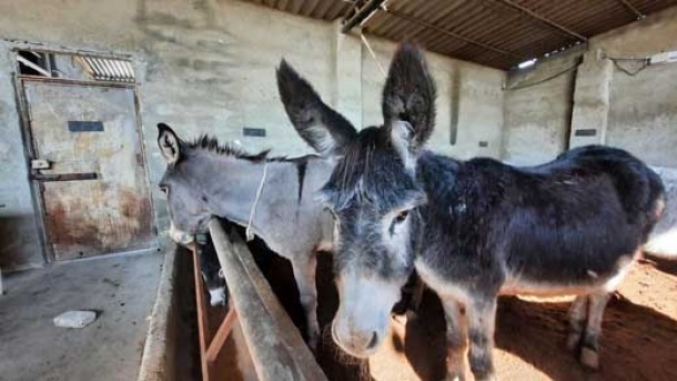 یک لیتر شیر الاغ بین 300 تا 700 هزار تومان !