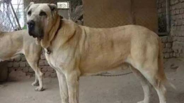 قیمت های عجیب سگ سرابی!