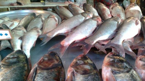 قیمت ماهی سالمون به 130 هزار تومان رسید