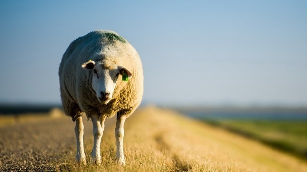 لیست قیمت جدید دام زنده در کشور 1401/11/30