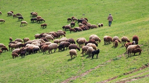 اعلام قیمت جدید دام زنده 1401/12/15