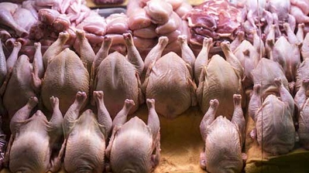 قیمت گوشت غاز در بازار چند؟