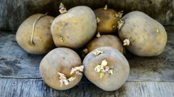 آیا سیب زمینی جوانه زده قابل مصرف است ؟