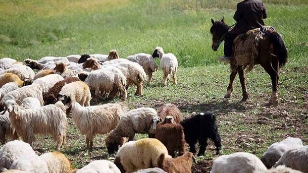 لیست قیمت جدید دام زنده در کشور 1401/12/25