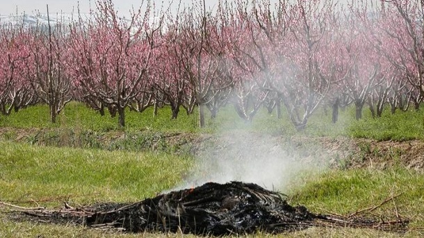 سرمازدگی درختان در راه است