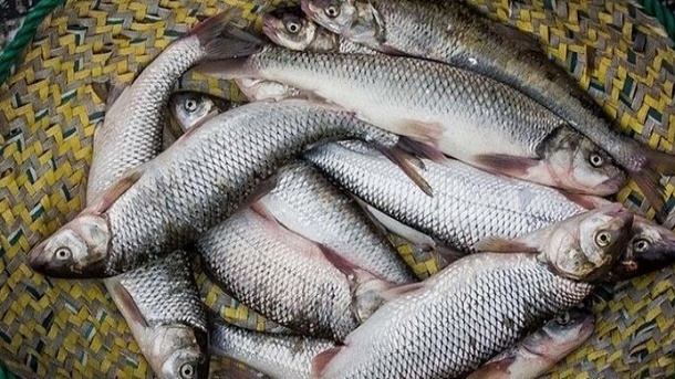 مصرف ماهی 50 درصد کاهش پیدا کرد
