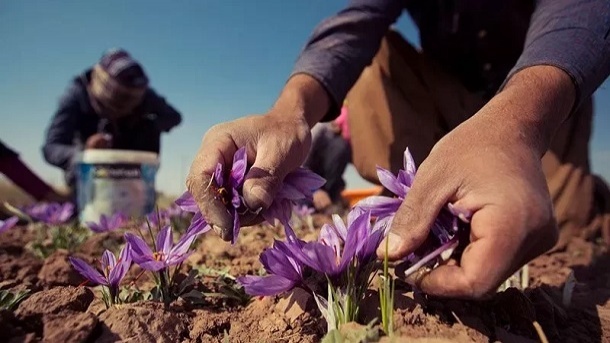 طالبان در حال صادرات زعفران ایران