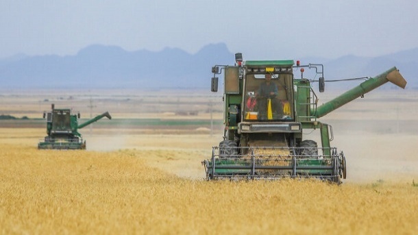 نرخ فعلی گندم علی‌الحساب است