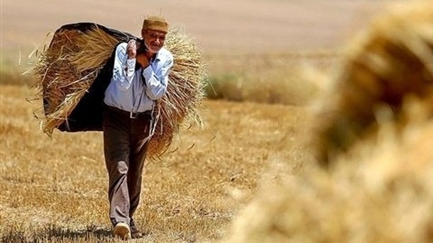 افزایش 48 درصدی خرید تضمینی گندم