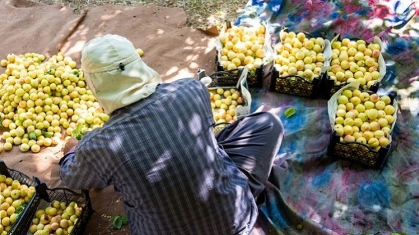 برخی میوه را با سود 100 درصدی می فروشند