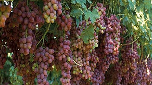 علت ممنوعیت آبگیری انگور و لیمو چیست؟