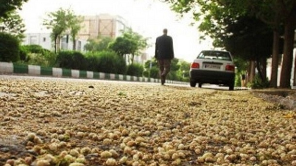 هشدار جدی; توت‌های شهری سمی و خطرناک هستند