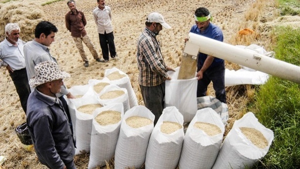 قیمت جدید انواع برنج ایرانی در بازار اعلام شد