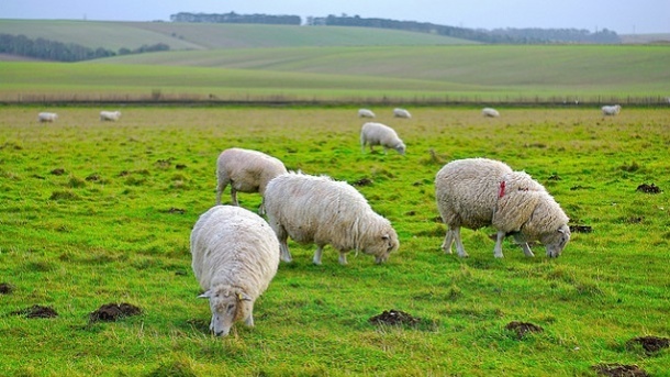 قیمت جدید دام زنده در کشور 1402/03/07