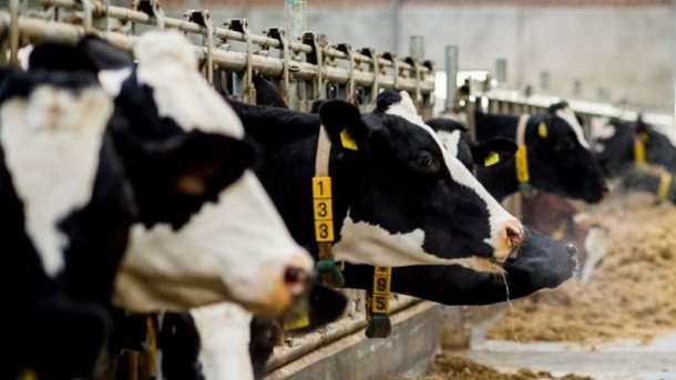 قیمت جدید دام زنده در کشور 1402/03/17