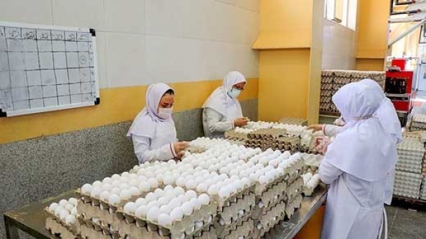 قیمت جدید تخم مرغ بسته بندی اعلام شد