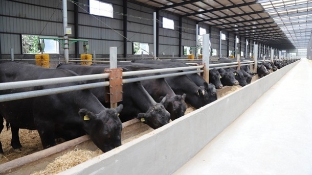 نرخ جدید دام زنده در کشور 1402/03/25