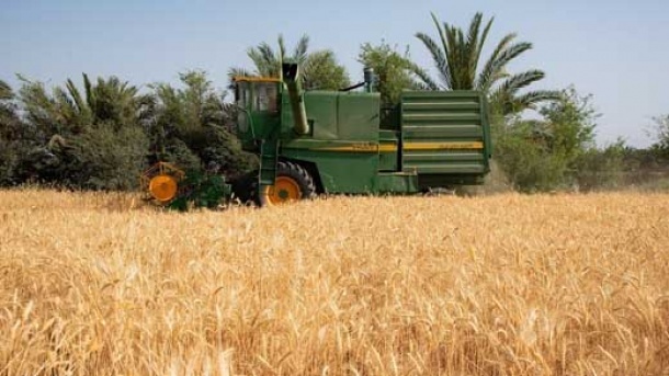 خرید تضمینی گندم به بیش از 4 میلیون هکتار رسید