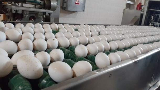 آرامش در بازار تخم‌مرغ