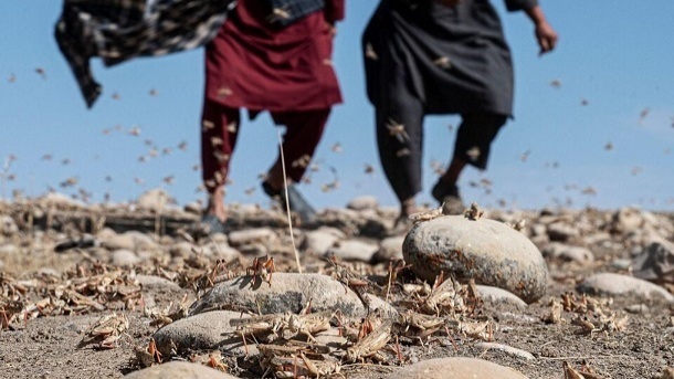 تشدید بحران هجوم ملخ‌ها در افغانستان