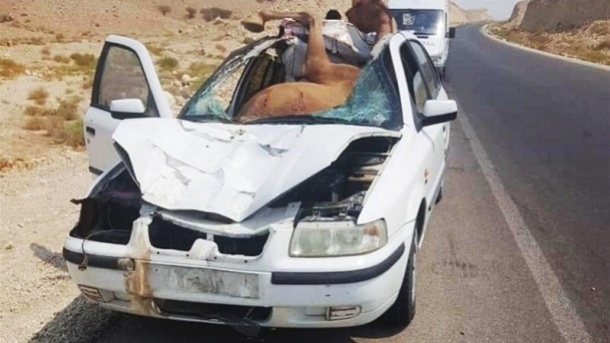 یک شتر جان چهار نفر را گرفت