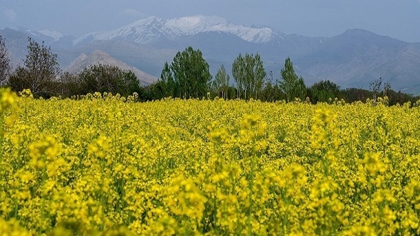 نرخ خرید تضمینی دانههای روغنی اعلام شد